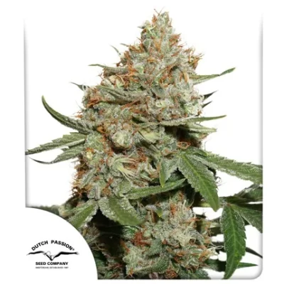 Skunk #11 x3 - Dutch Passion