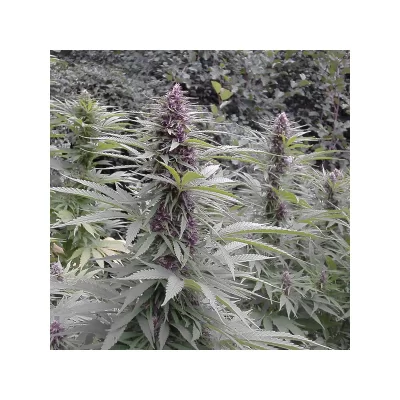 Purple #1 x3 - Dutch Passion