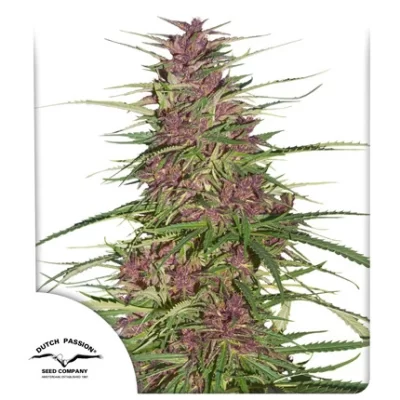 Purple #1 x3 - Dutch Passion