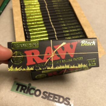 Seda Raw Black Organic 1 1/4 50u