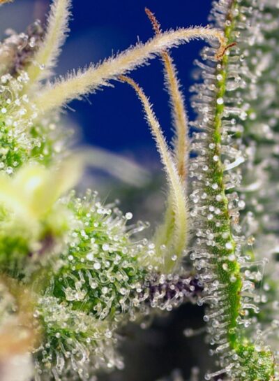 Green Poison XL Auto x3 +1 - Sweet Seeds