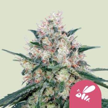 Honey Cream Fast Flowering x3 - RQS