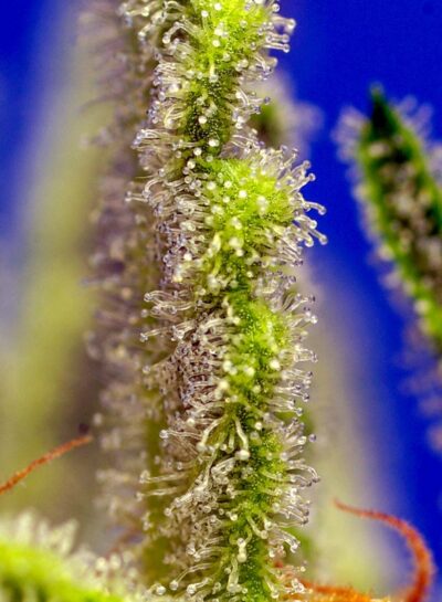 Jack 47 XL Auto x3 +1 - Sweet Seeds