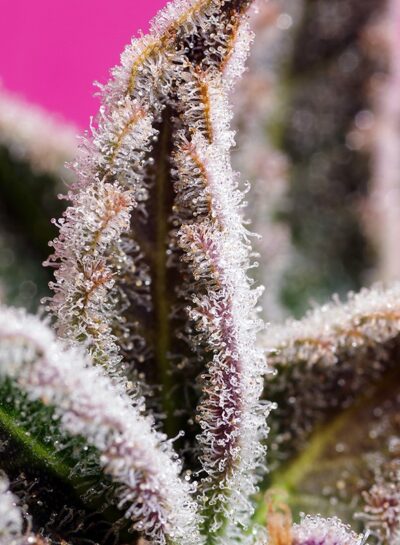 Jealousy Z XL Auto x3 +1 - Sweet Seeds