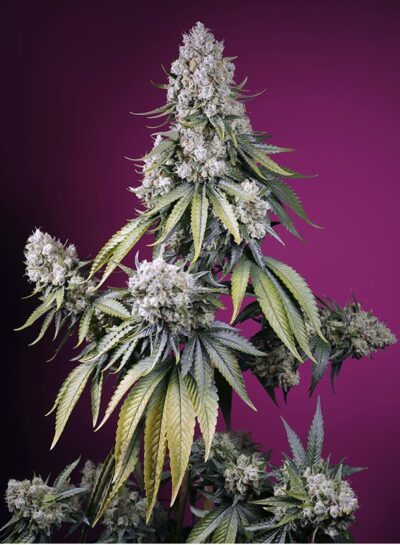 Jealousy Z XL Auto x3 +1 - Sweet Seeds