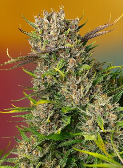 Papaya Zoap Auto x3 +1 - Sweet Seeds