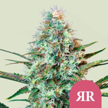 Royal Runtz x3 - RQS