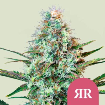 Royal Runtz x3 - RQS