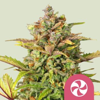 Sweet Zkittlez x3 - RQS