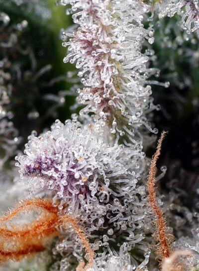Psicodelicia x3 +1 - Sweet Seeds