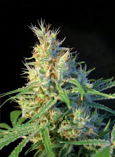 Psicodelicia x3 +1 - Sweet Seeds