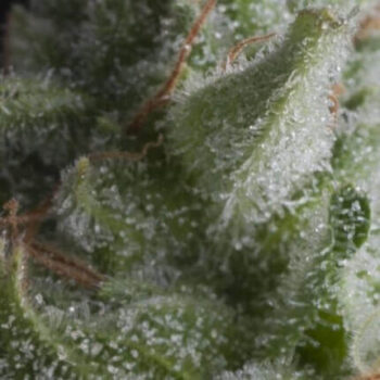Auto Shark x3+1 - Pyramid Seeds