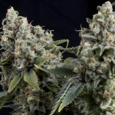 Auto Tutankhamon x3+1 - Pyramid Seeds