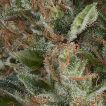 Auto Wembley x3+1 - Pyramid Seeds