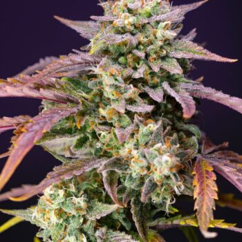 Purple Punch OG XL Auto x3+1 - Sweet Seeds