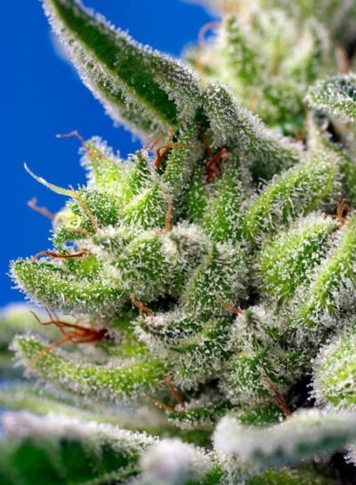 Sweet Gelato Auto x3+1 - Sweet Seeds