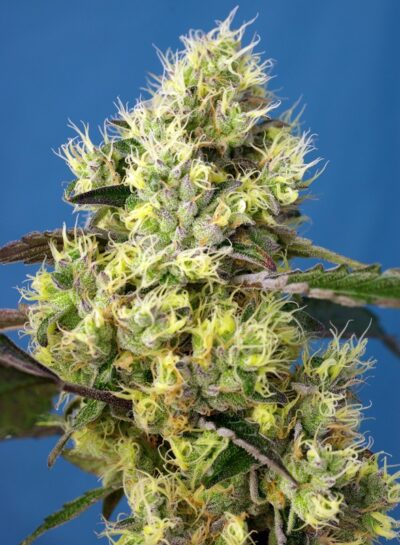 Sweet Gelato Auto x3+1 - Sweet Seeds