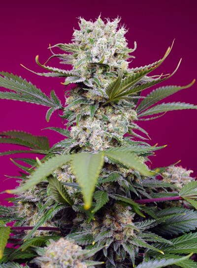 Sweet Mandarine Zkittlez XL Auto x3+1 - Sweet Seeds