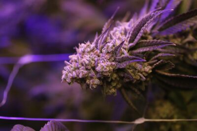 London Poundcake 75 sl x3 - Sur Genetics
