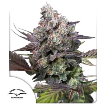 Candy Bubatz XL x3 - Dutch Passion