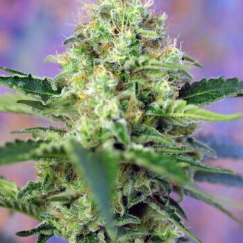 Crystal Candy x3 +1 - Sweet Seeds