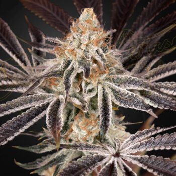 Dark Phoenix x3 - Green House