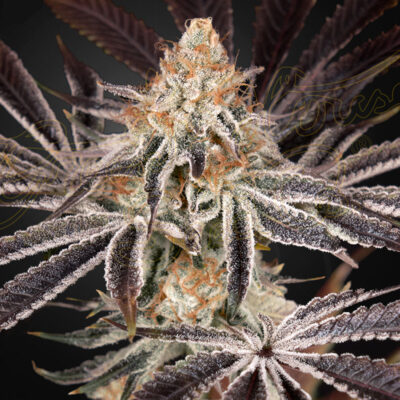Dark Phoenix x3 - Green House