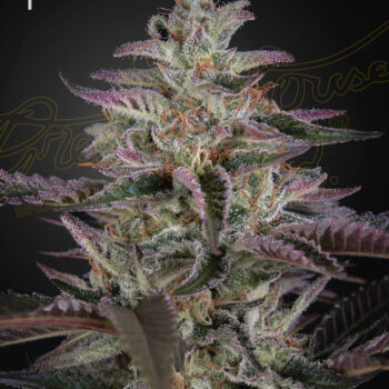 Banana Krumble x3 - Green House