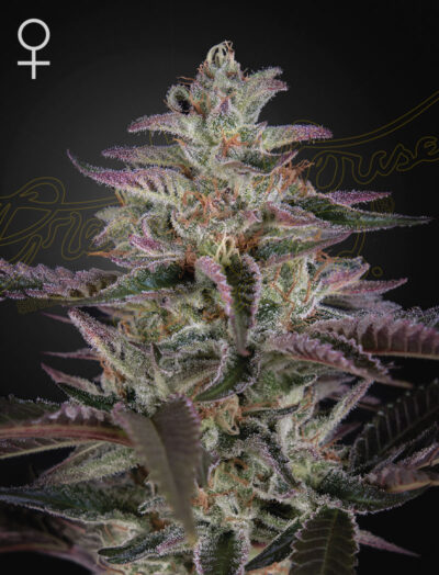 Banana Krumble x3 - Green House