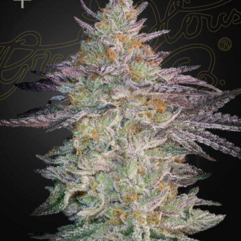 Super Lemon Haze x GMO x3 - Green House
