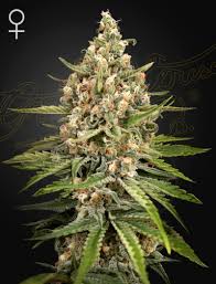 Bubba Slush x3 - Green House