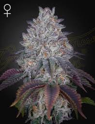 King´s Tart x3 - Green House